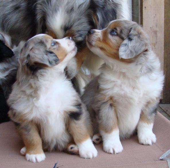 miniature american shepherd puppies for sale